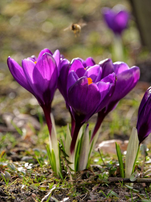 Крокус Flower Record (5 шт. в упаковці)